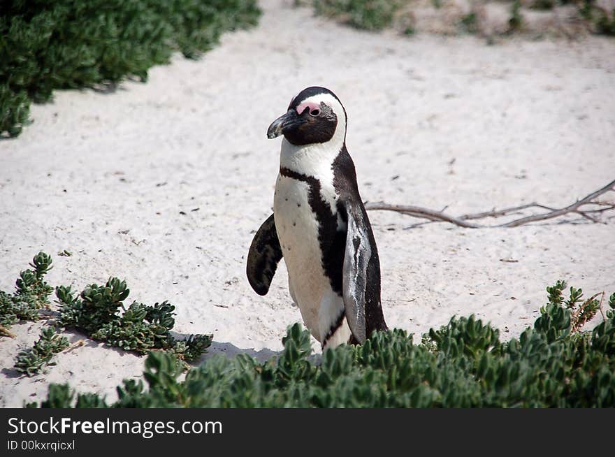 Penguin walking on the beach - South Africa. Penguin walking on the beach - South Africa