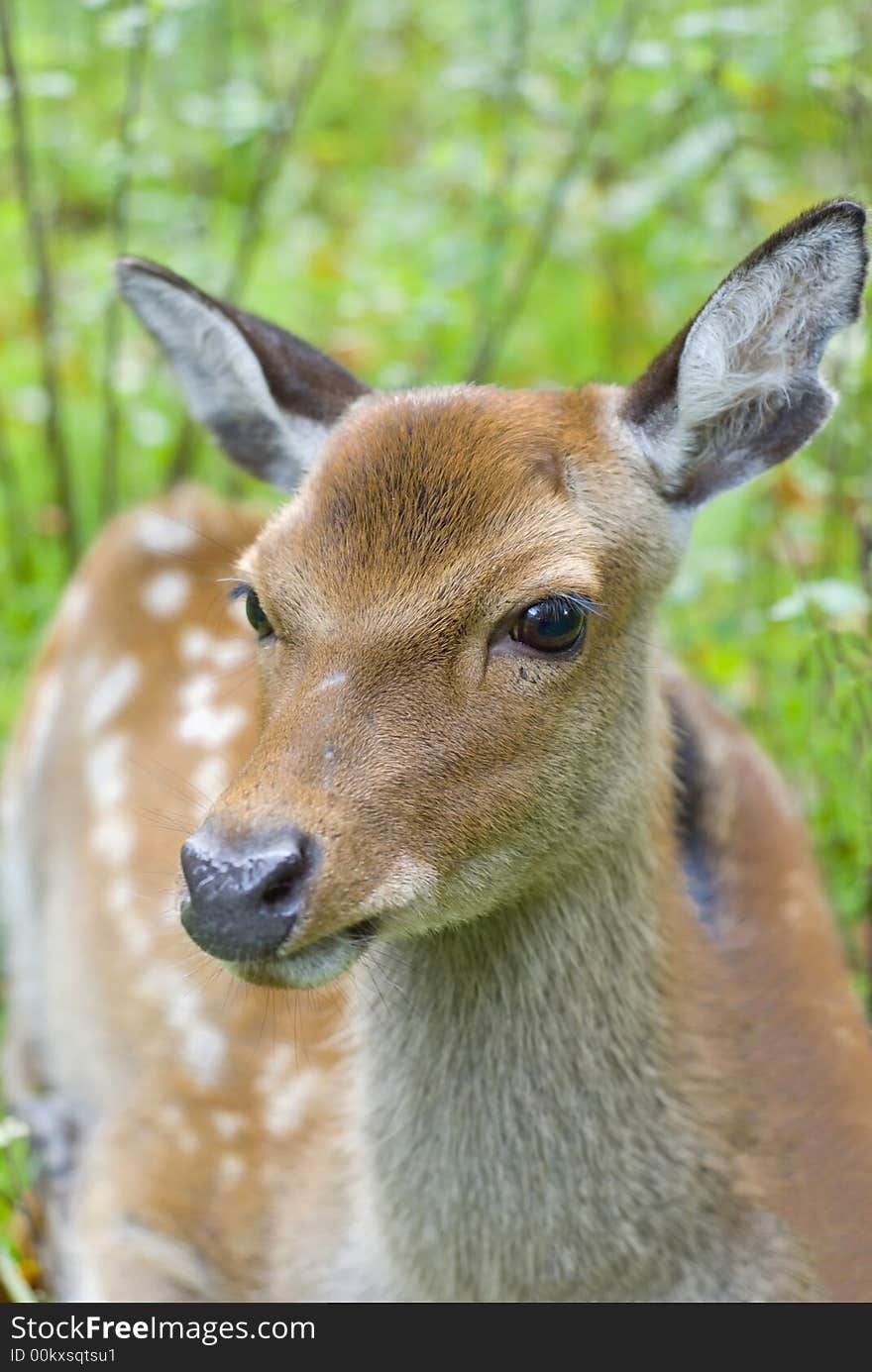 Fallow deer, captured in the animal park in Aarhus, Denmark