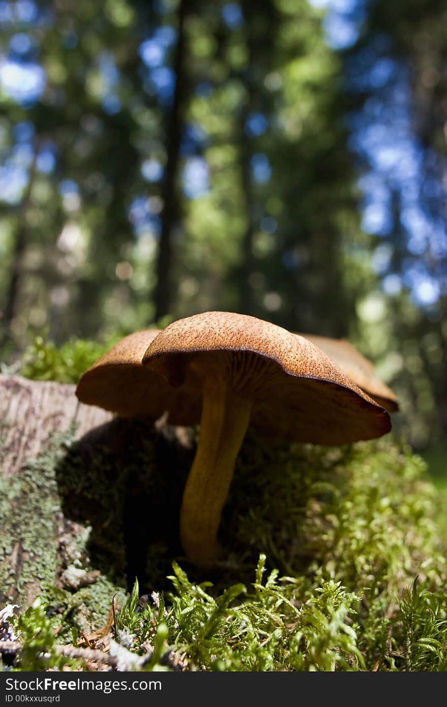 Mushroom grows on a stump