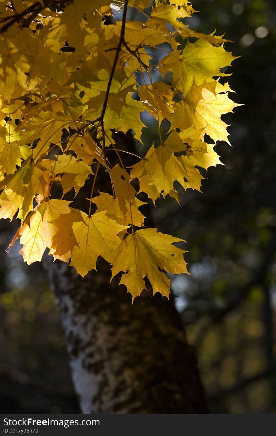 Maple leaves in autumn colors