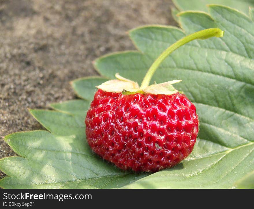 Strawberry on a country site