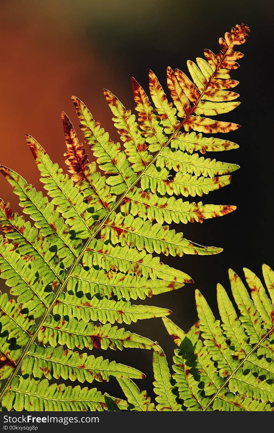 Fern leaves in a direct light