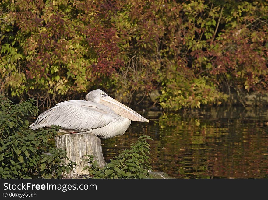 Pelican