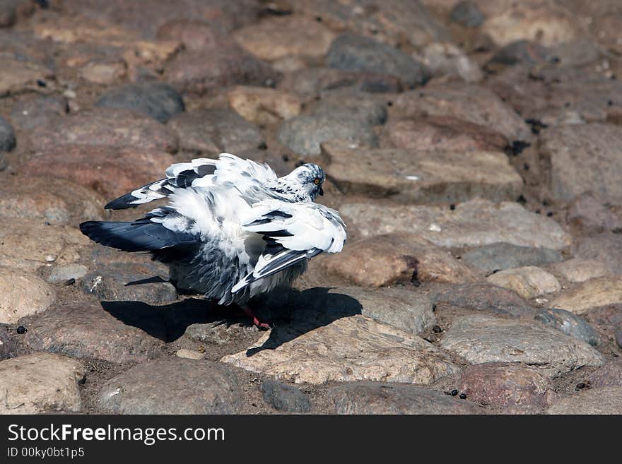 Mottled dove sitting on the stones