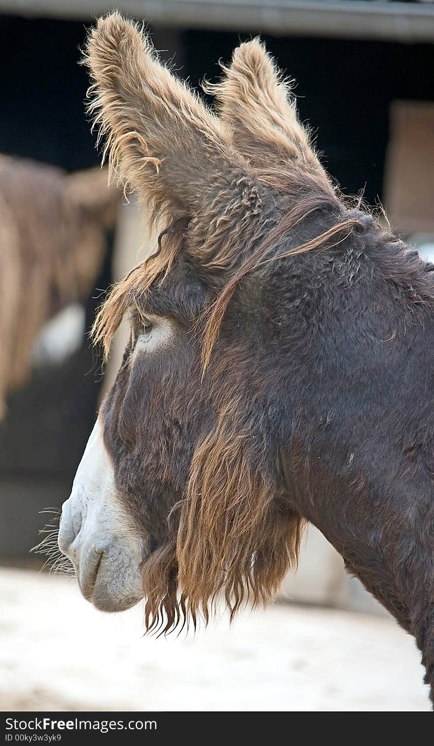 Poitou`s  Donkey in its enclosure. Poitou`s  Donkey in its enclosure