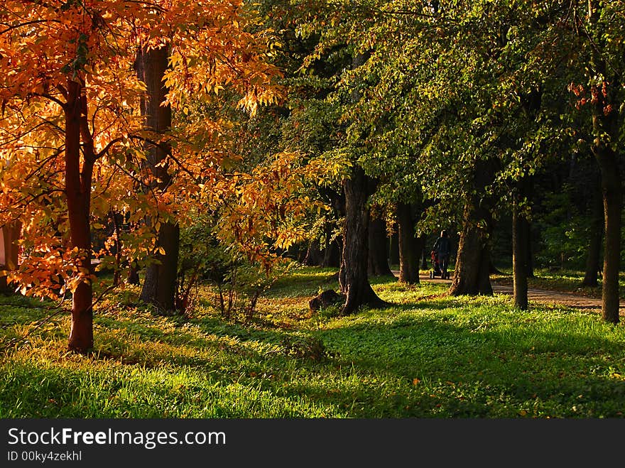 Colorful park alley in autumn. Colorful park alley in autumn