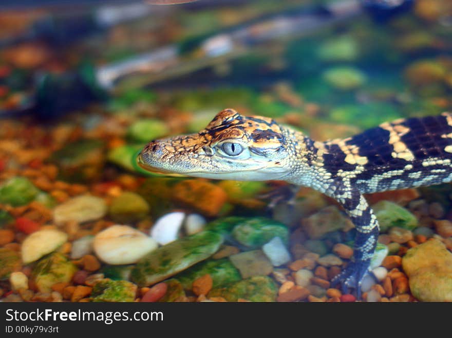 This young crocodile silently waits for its next meal.