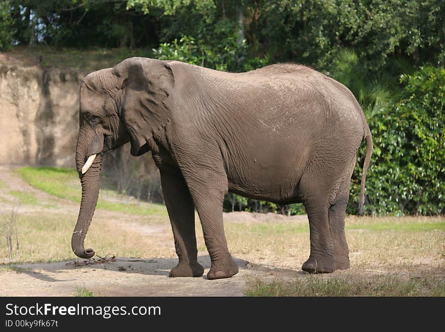 Elephant