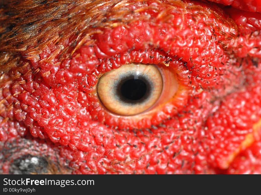 Macro photo of rooster eye