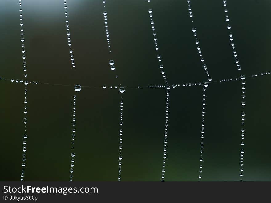 Spider net detail on a misty morning