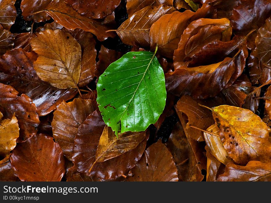 Green leaf on a brown company