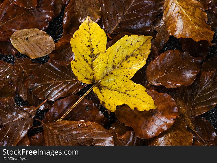 Yellow autumn leaf on a brown company. Yellow autumn leaf on a brown company