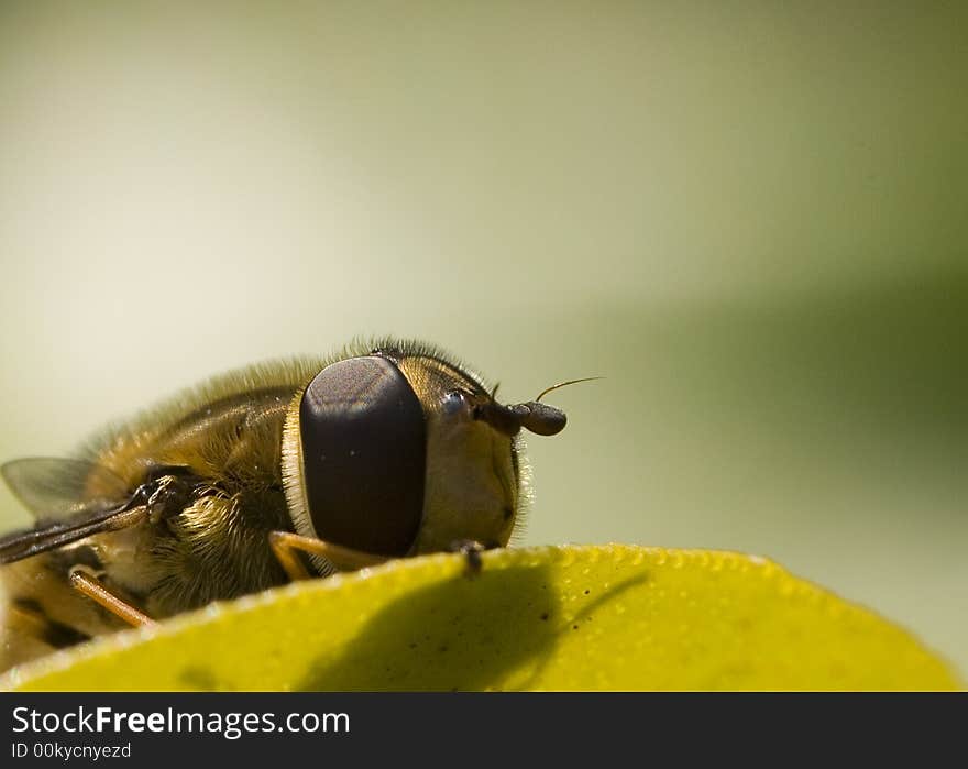 A little fly trying to hide. A little fly trying to hide