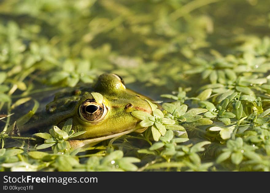 A green frog in a pond. A green frog in a pond