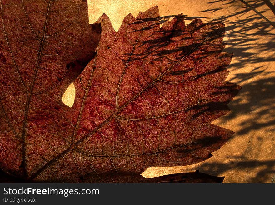 Autumn grunge background