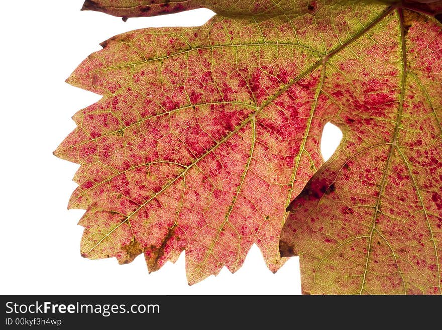 Grape s leaf background