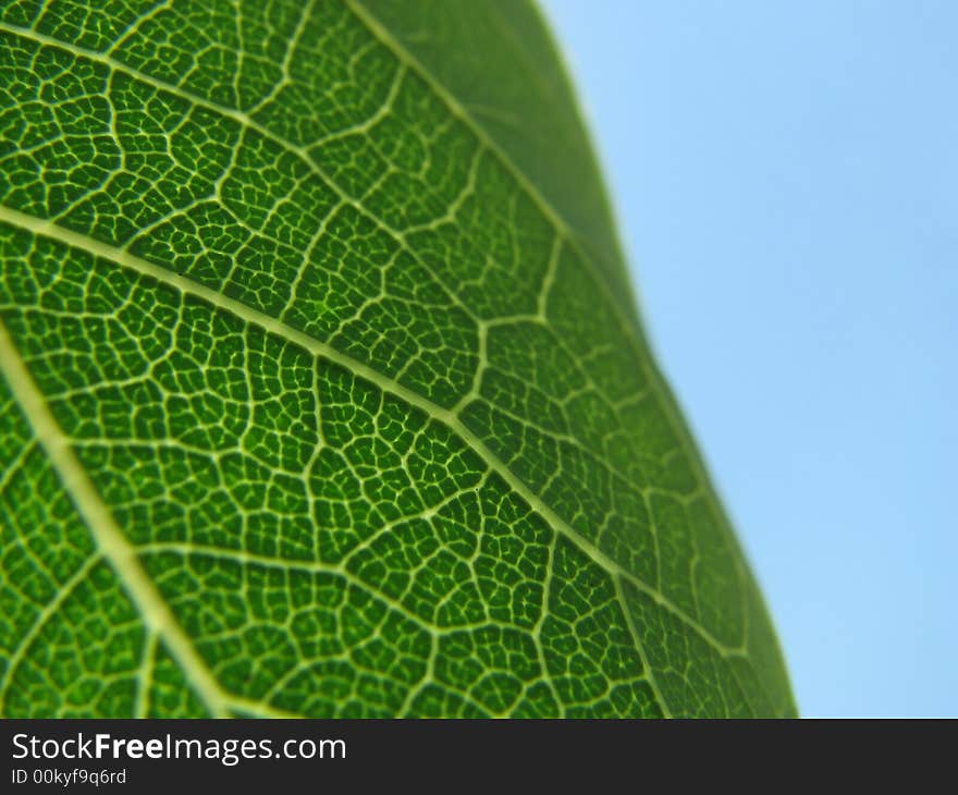 Backlit leaf detail against a clear blue sky, peaceful, restful, and simple.  Maybe a great abstract for a green business?!. Backlit leaf detail against a clear blue sky, peaceful, restful, and simple.  Maybe a great abstract for a green business?!