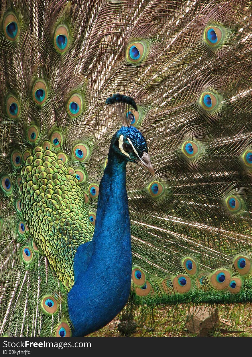 This proud Asiatic Peacock is showing off his beautiful plumes, and his vibrant array of colours. This proud Asiatic Peacock is showing off his beautiful plumes, and his vibrant array of colours