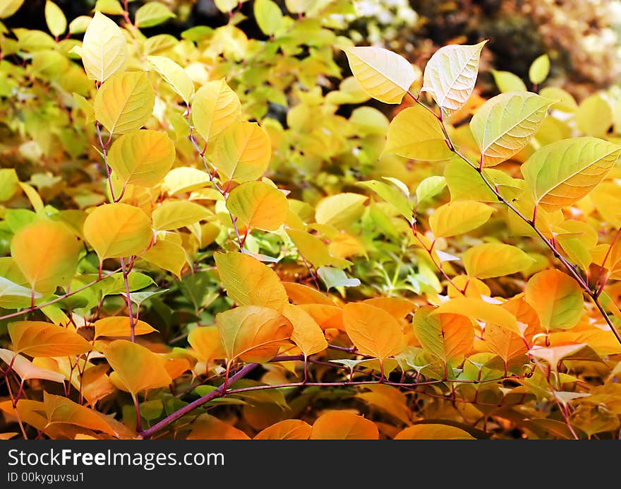 Leaves changing color