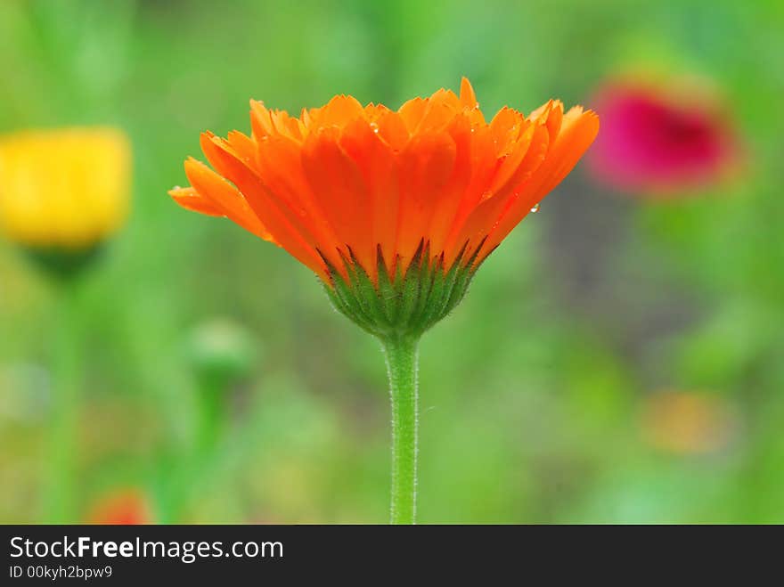 Orange gerber against natural blur background. Orange gerber against natural blur background