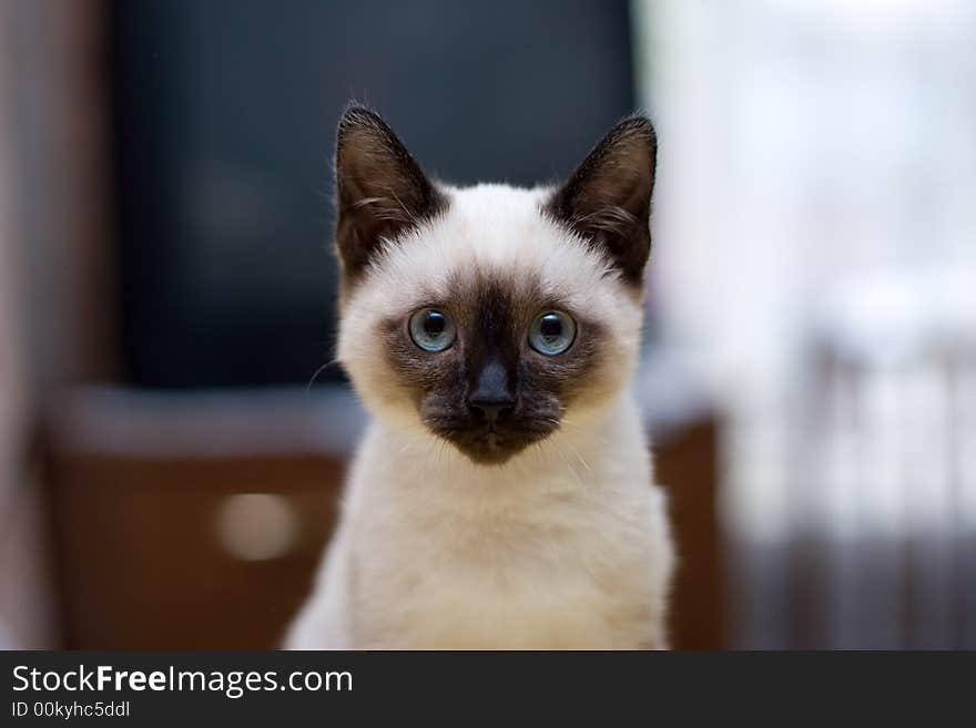 Kitten with blue eyes and a brown nose