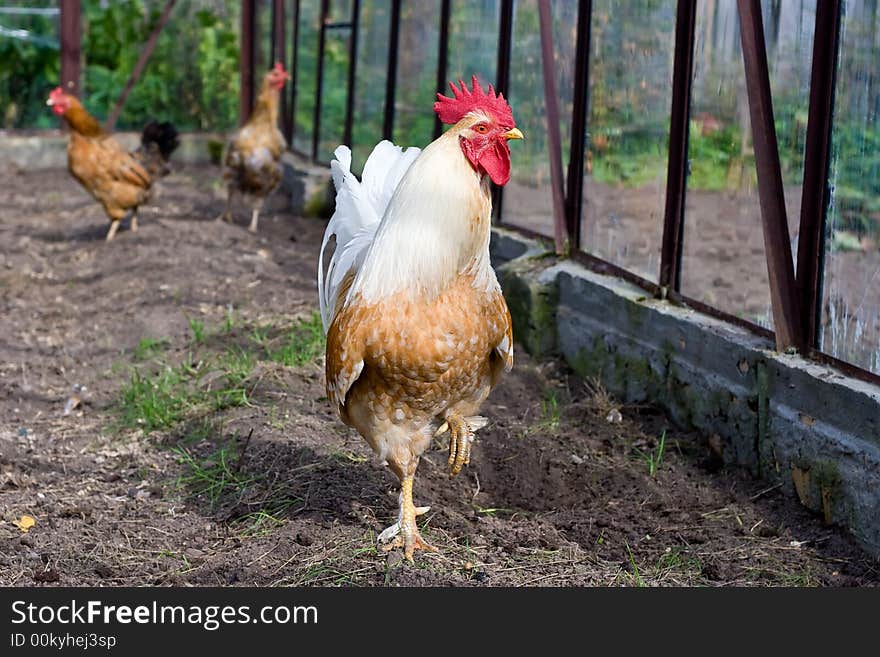 The costing on one leg and two hens on a background. The costing on one leg and two hens on a background