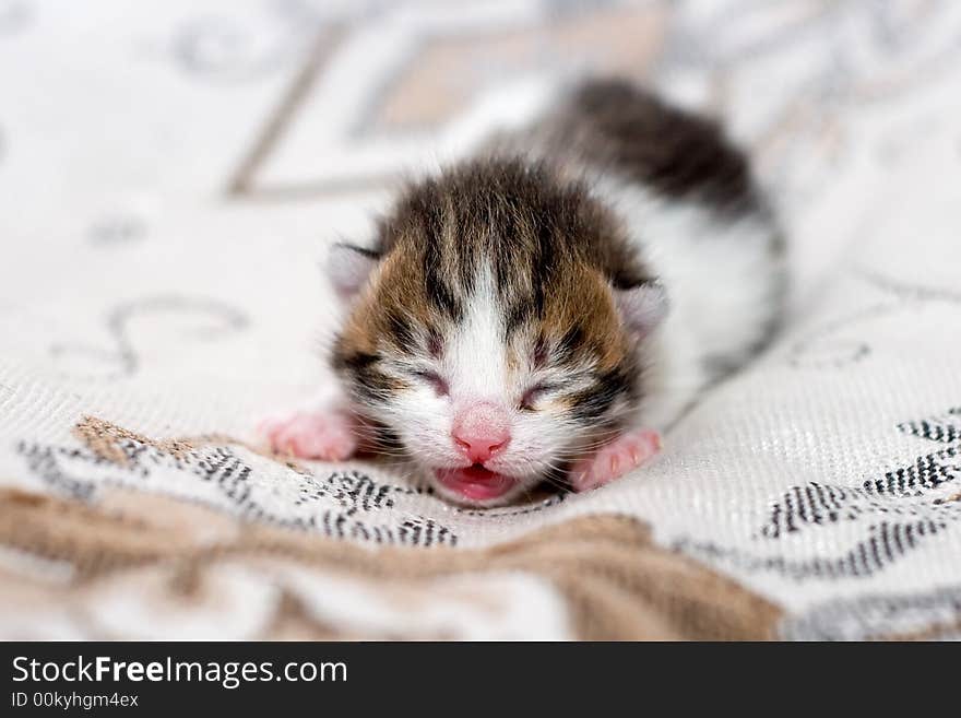 Very small blind kitten calls mum. Very small blind kitten calls mum