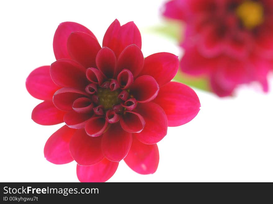 Red flowers on white background