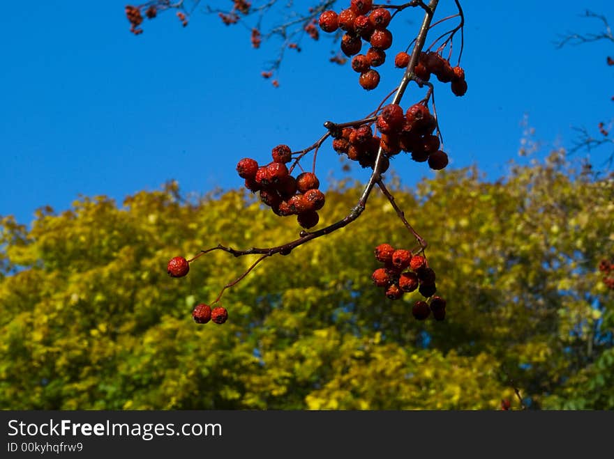 Last autumn leaves fall down, the nature to prepare for Russian winter and the red mountain ash ripens