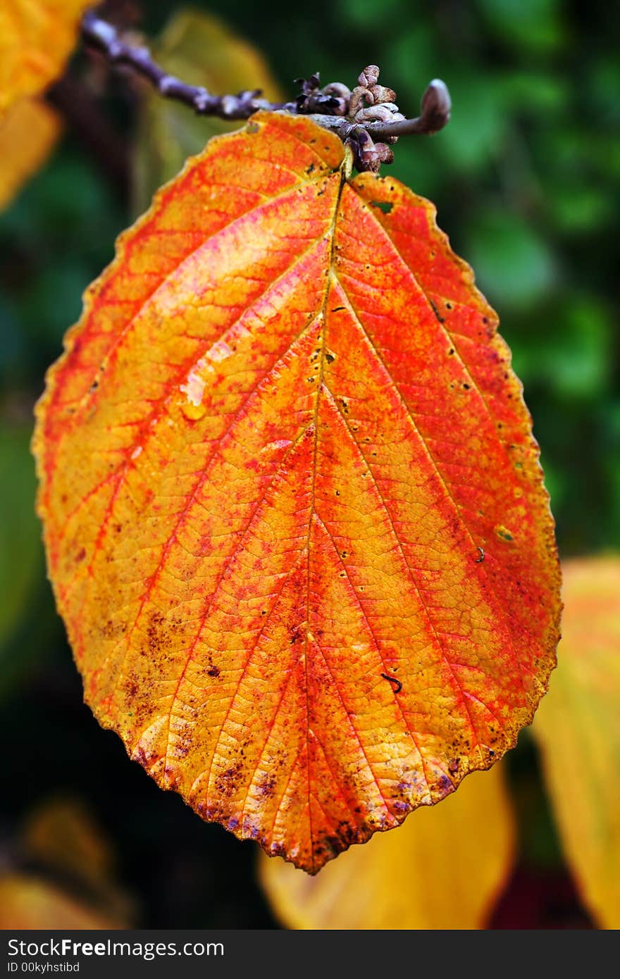 Single leaf in autumn colour, close-up