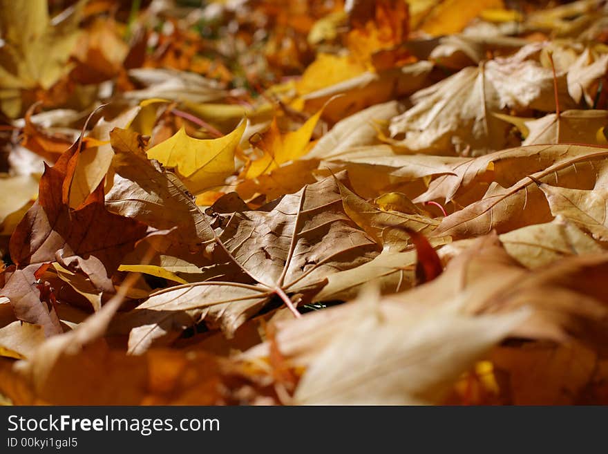 High saturated beautiful yellow mapple leaves. High saturated beautiful yellow mapple leaves