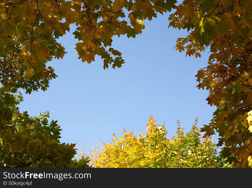 High saturated beautiful yellow mapple leaves. High saturated beautiful yellow mapple leaves