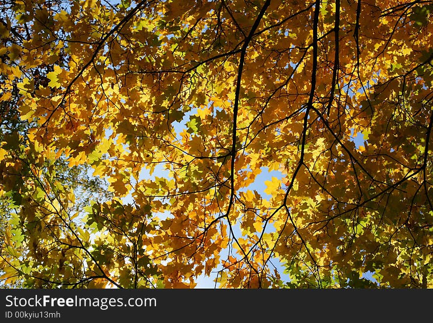 High saturated beautiful yellow mapple leaves. High saturated beautiful yellow mapple leaves