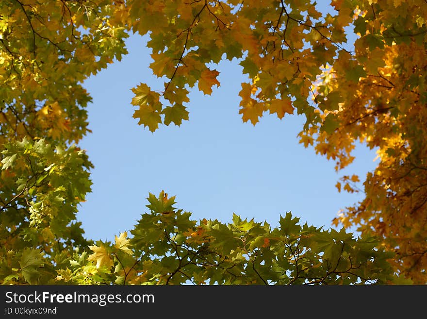 High saturated beautiful yellow mapple leaves. High saturated beautiful yellow mapple leaves