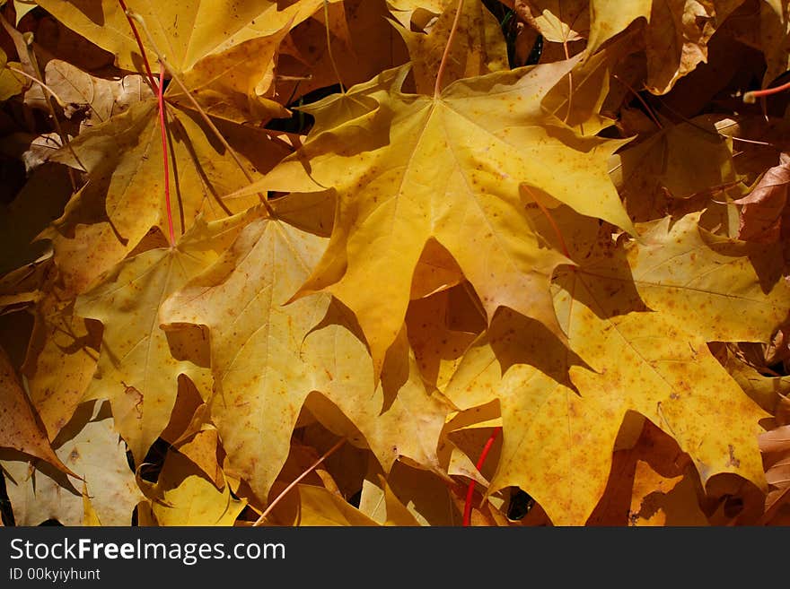 High saturated beautiful yellow mapple leaves. High saturated beautiful yellow mapple leaves