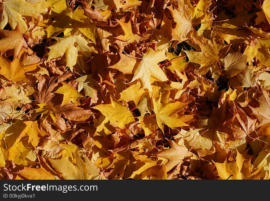 High saturated beautiful yellow mapple leaves. High saturated beautiful yellow mapple leaves