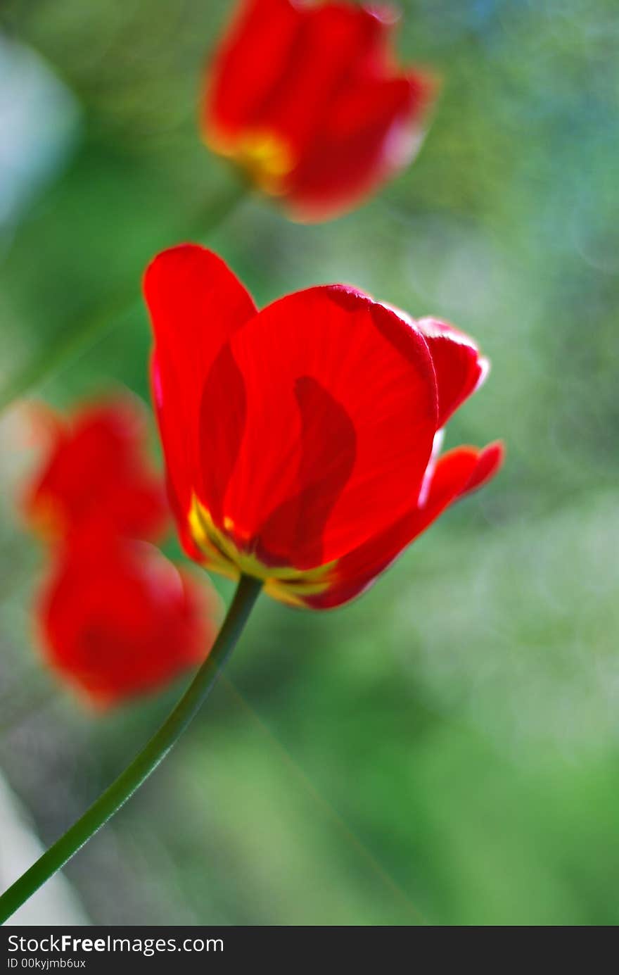 Red tulips on green with selective focus vertical orientation. Red tulips on green with selective focus vertical orientation