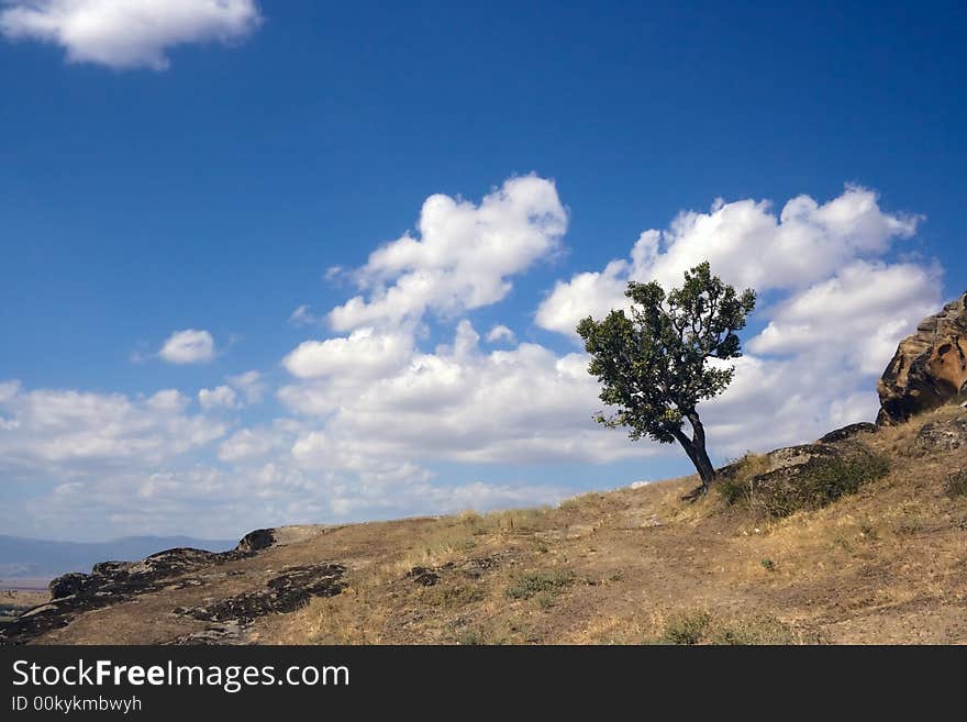 Yellow grass lonely tree the blue sky and white clouds. Yellow grass lonely tree the blue sky and white clouds