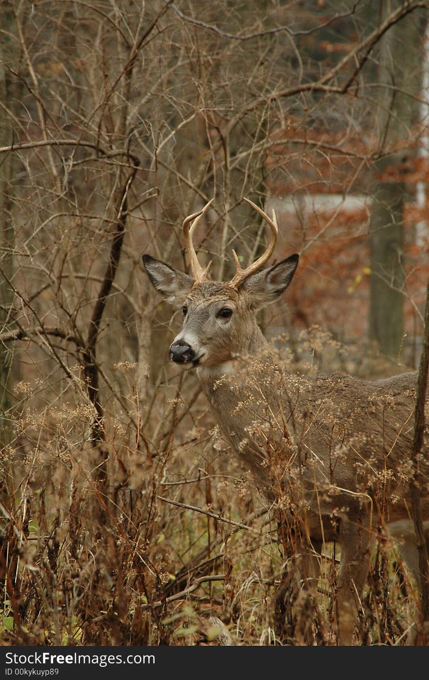 Six Point Buck