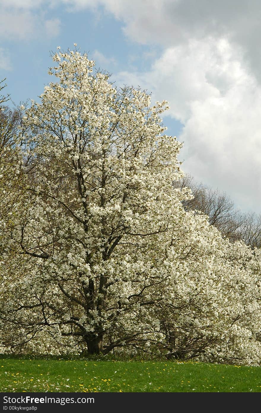 Spring Cherry Blossom Time