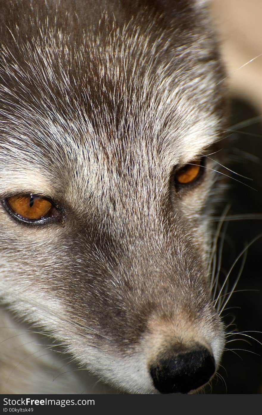 Artic fox close-up