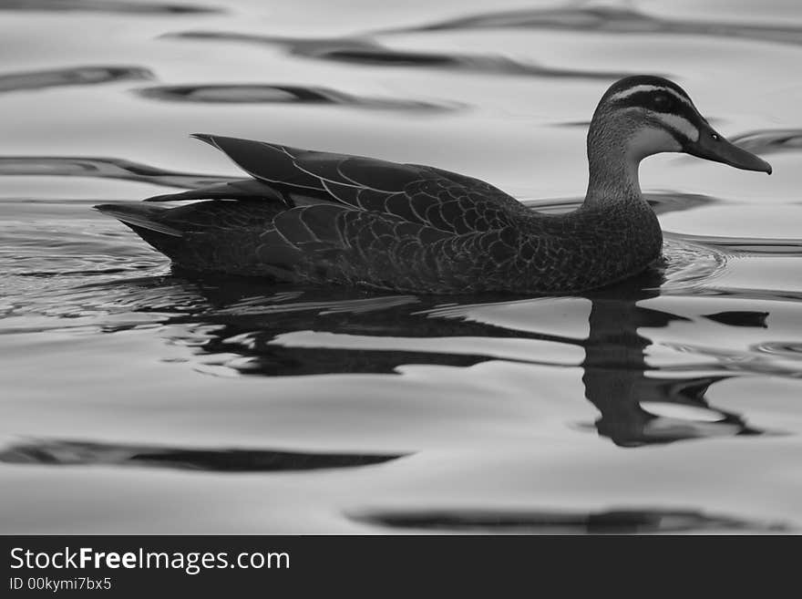 Serene Water Bird