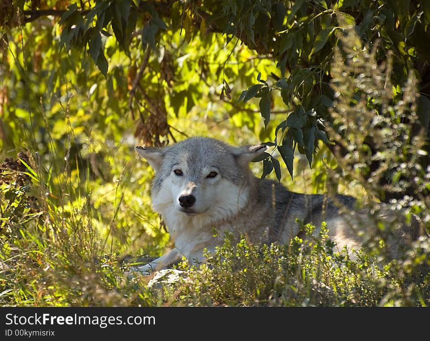 Wolf in the shade on a nice summer day. Wolf in the shade on a nice summer day