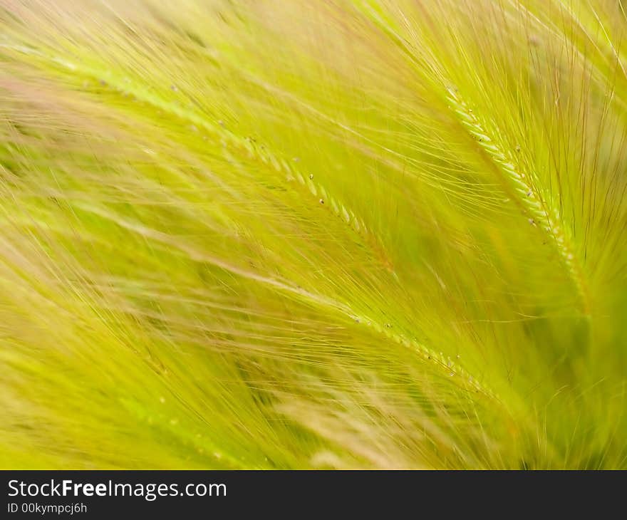 Organic plant texture consist of field ear grass on the meadow. Organic plant texture consist of field ear grass on the meadow