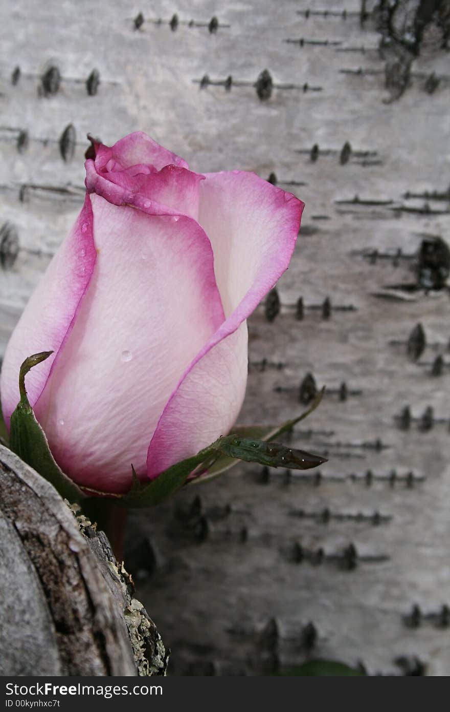 Pink rose laying against a birch tree. Pink rose laying against a birch tree