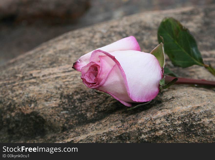 Single pink rose laying a rock at the beach