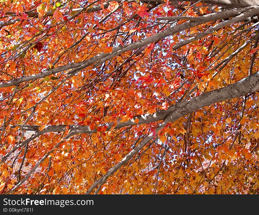 A close-up of some colorful Autumn tree branches. A close-up of some colorful Autumn tree branches.