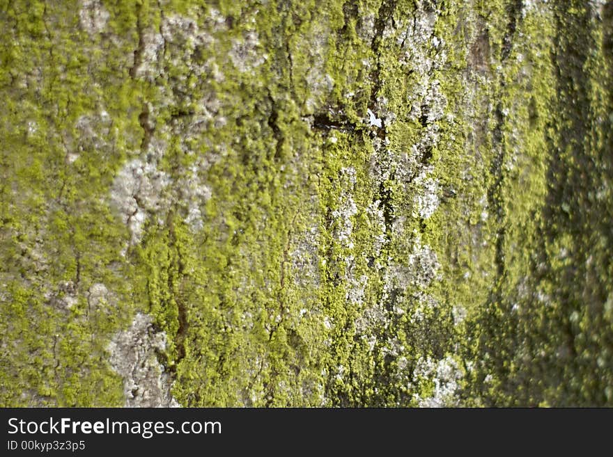 Close-up of a tree bark and sap. Close-up of a tree bark and sap.