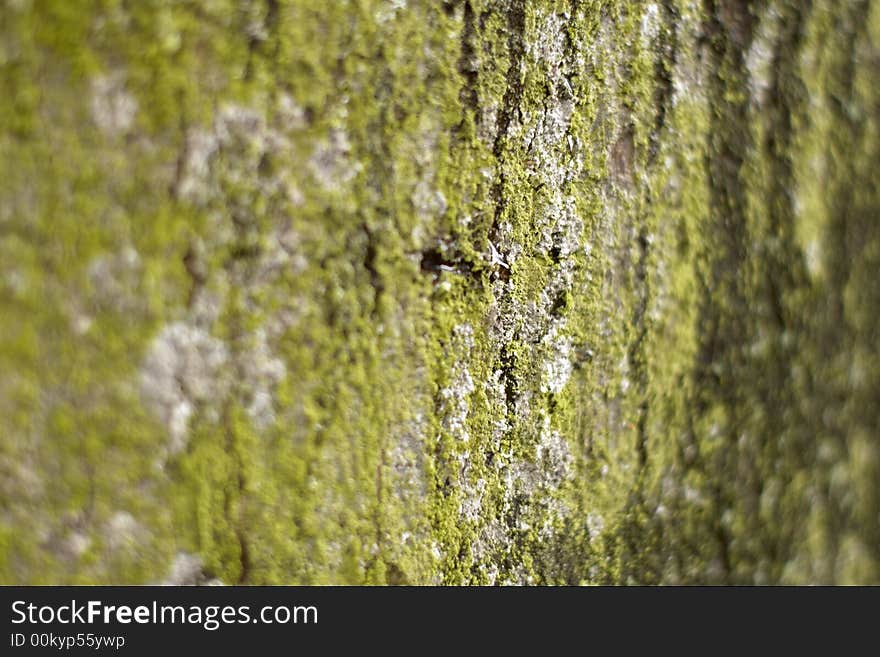 Close-up of a tree bark and sap. Close-up of a tree bark and sap.