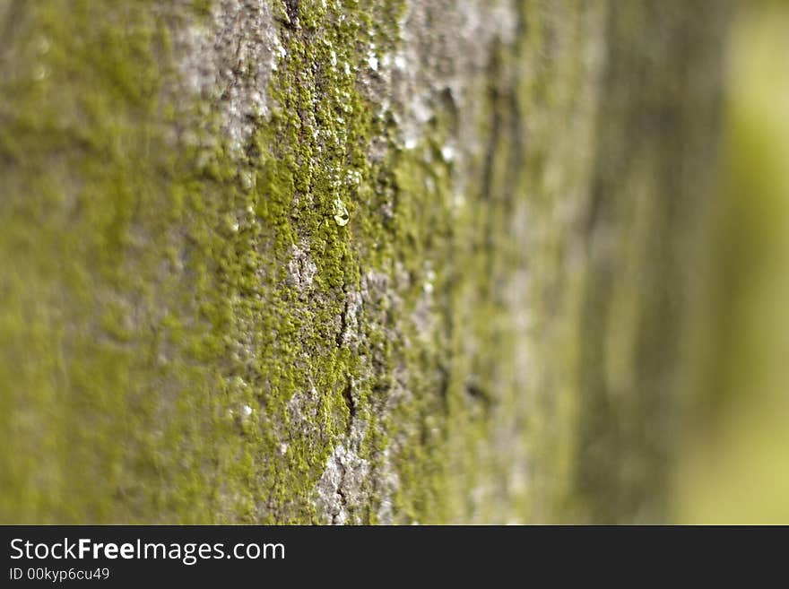 Close-up of a tree bark and sap. Close-up of a tree bark and sap.